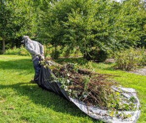 All of the trimmed branches are placed on a tarp and easily carried to a pile that will be chipped later. Pruning the berries takes some time, so we do it over a course of days in between other more time sensitive tasks.