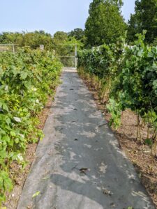 This area looks much better. The rows of raspberries now have wide aisles between them. A little care for these berry bushes will keep them producing delicious fruits for many years.