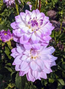 These dahlias are a special mix of white and soft lavender. The flowers are upward-facing and borne on long, strong stems.