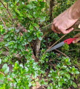 Anything thicker necessitates a pruning saw. And always keep pruning tools sharp in order to get good, clean cuts.