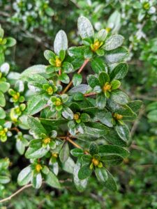 Evergreen azaleas rarely have leaves that are longer than two inches. The leaves of both types are typically solid green, but some varieties of each may have white or yellow mottling or edges. Most azalea leaves are roughly football-shaped.