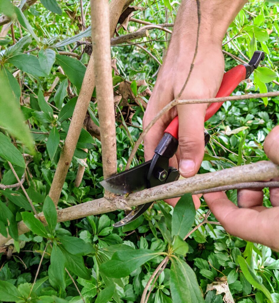 Pruning My Azaleas - The Martha Stewart Blog