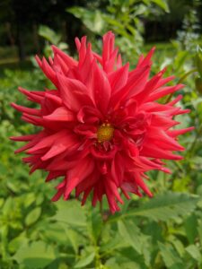 This cactus dahlia is called ‘Karma Red Corona’ with brilliant, scarlet red flowers. It was bred as a cut flower, and like other Karma dahlias, the plants are compact with dark green foliage, long stems and a high bud count. The quilled petals add extra texture and volume.