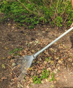 Use a soft rake to gather any clippings and leaves and always be careful around specimens when cleaning.