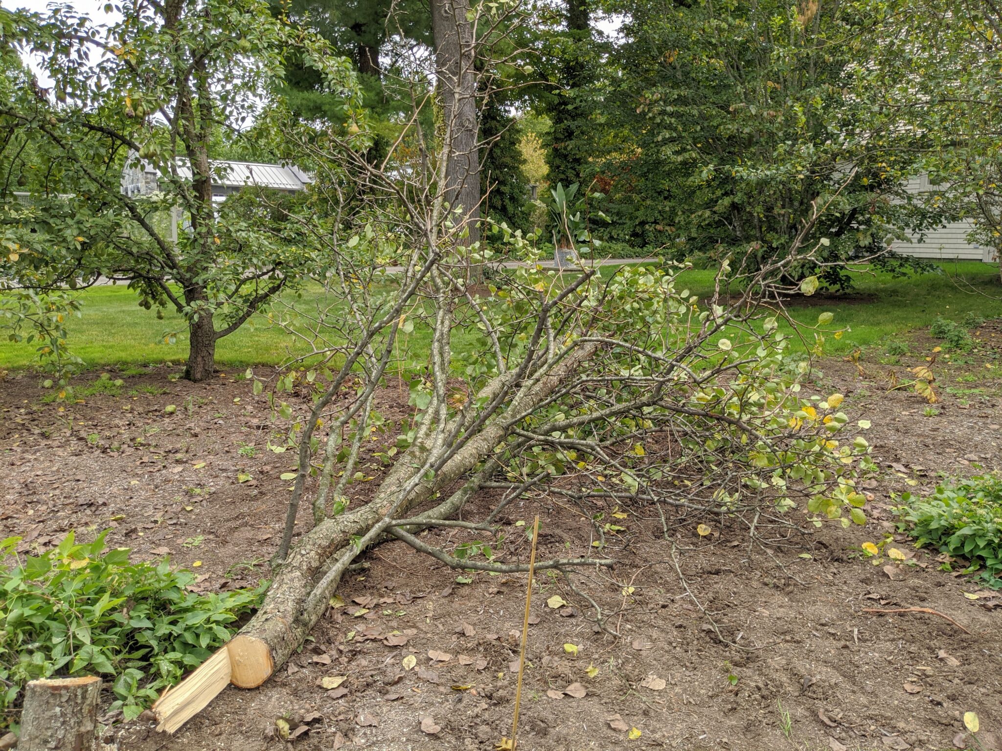 Cutting Down Two Pear Trees The Martha Stewart Blog