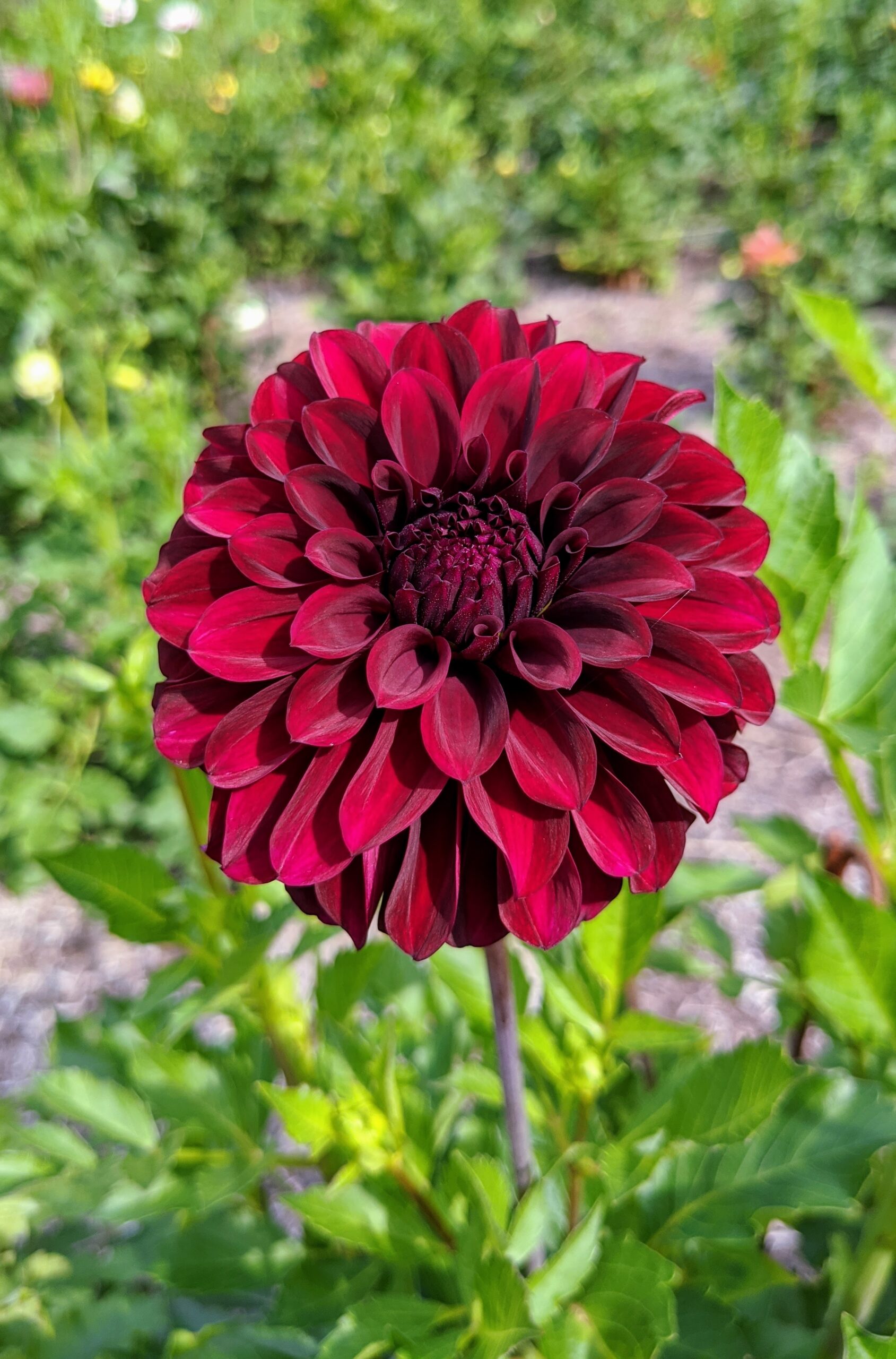 Burgundy Dahlias