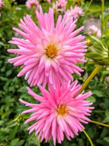 ‘Park Princess’ is another cactus type. The tightly rolled petals vary in color from pale pink to rich, vibrant pink, depending on the temperature and moisture. It is a prolific re-bloomer and an excellent cut flower.