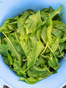 The fresh leaves were cut and brought up to my Winter House. Sorrel is great cooked into soups or stews. Baby sorrel greens can be tossed into mixed salads. And they can be used in place of lemons to make a salad dressing.