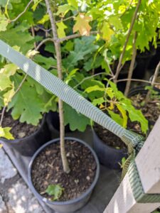 And secures specialized tree-staking rope to the stakes. This soft polypropylene tree-staking material has a unique weave with a round edge on all sides to prevent tree bark damage - it won’t cut into the tree bark, or unravel like rope or string, and is easy to install.