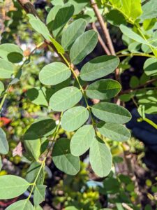 These are the leaves of Robinia pseudoacacia, commonly known as black locust, a medium-sized hardwood deciduous tree, belonging to the tribe Robinieae. The leaves are pinnate with 7 to 21 oval leaflets.