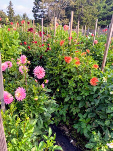 The dahlias are so pretty - I only wish I could enjoy them in person.