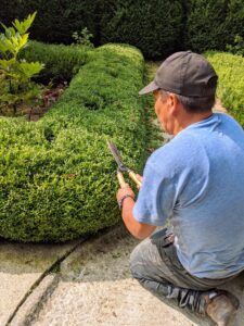 A couple times a year, we groom and prune the boxwood. This is done with hand shears to give them a more clean and manicured appearance.