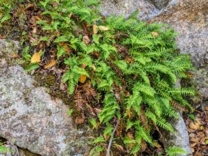 Down in between the rocks was a patch of ferns - some taking on their fall brown color, while the rest still bright green.