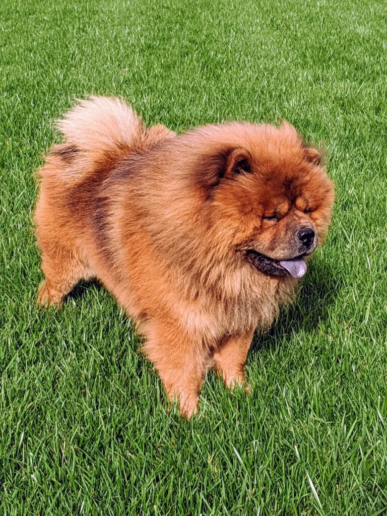 My Chow Chows and French Bulldogs - The Martha Stewart Blog