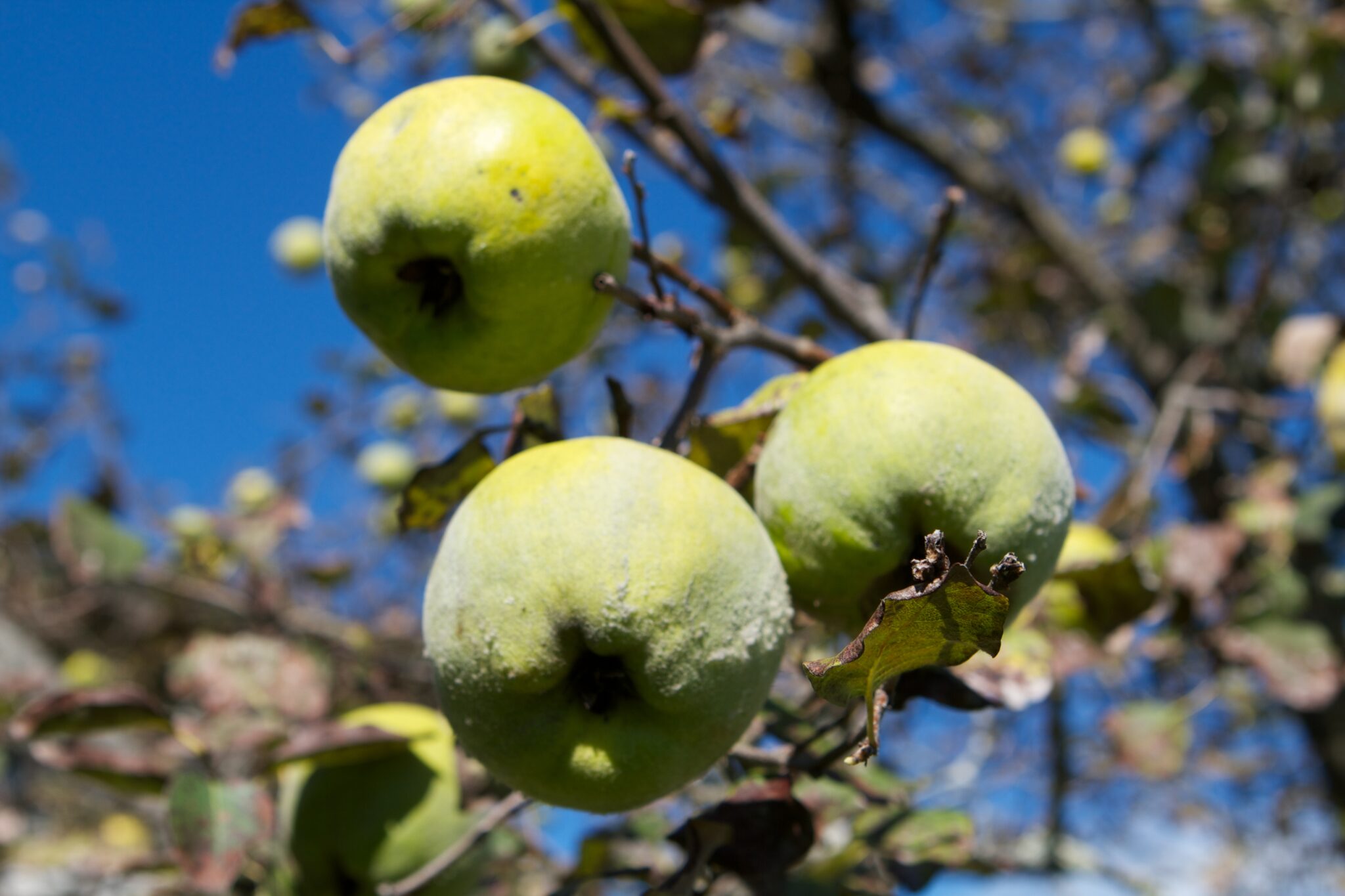 Caring for My Quince Trees The Martha Stewart Blog