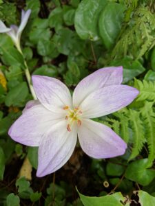 And then once open, Colchicums produce large, goblet-like blooms in shades of pink, violet or white. They are large striking flower heads, with white at the base leading to pale pink at the apex.