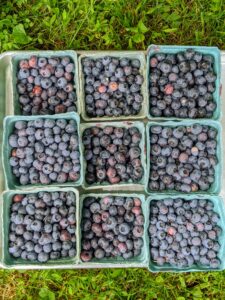 I also make lots of blueberry jam. I have many blueberry bushes here at the farm. My grandchildren love fruits, so I make sure to pick lots and lots of these delicious and healthy blueberries for sharing fresh and for cooking.