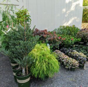 As a serious and passionate gardener, I am always looking for ways to add more beauty and texture to all my garden beds. When these plants arrived, I already had many ideas about where to place them.