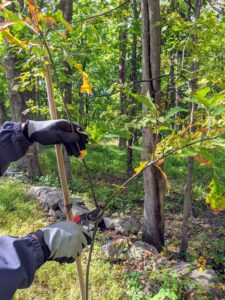 On this tree, Ryan finds two leader stems. There should be only a single stem. That one leader should be vigorous, well attached, and vertical. Ryan selects the best and strongest of the two and prunes out the other.