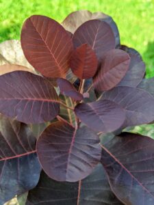 Cotinus is a genus of two species of flowering plants in the family Anacardiaceae, closely related to the sumacs. The stunning dark red-purple foliage turns scarlet in autumn and has plume-like seed clusters, which appear after the flowers and give a long-lasting, smoky haze to branch tips.