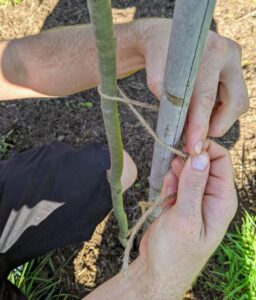 When securing a tree, the knots used should be very simple. I always teach every member of the crew to twist the twine into a figure eight before knotting, so the tree or vine or cane is not crushed or strangled.
