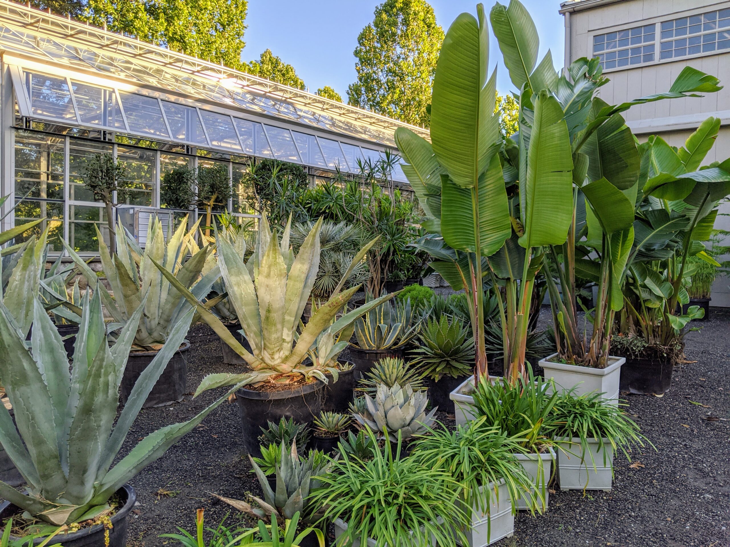 Tropical and desert plants, mostly winterhardy – Tropical Centre