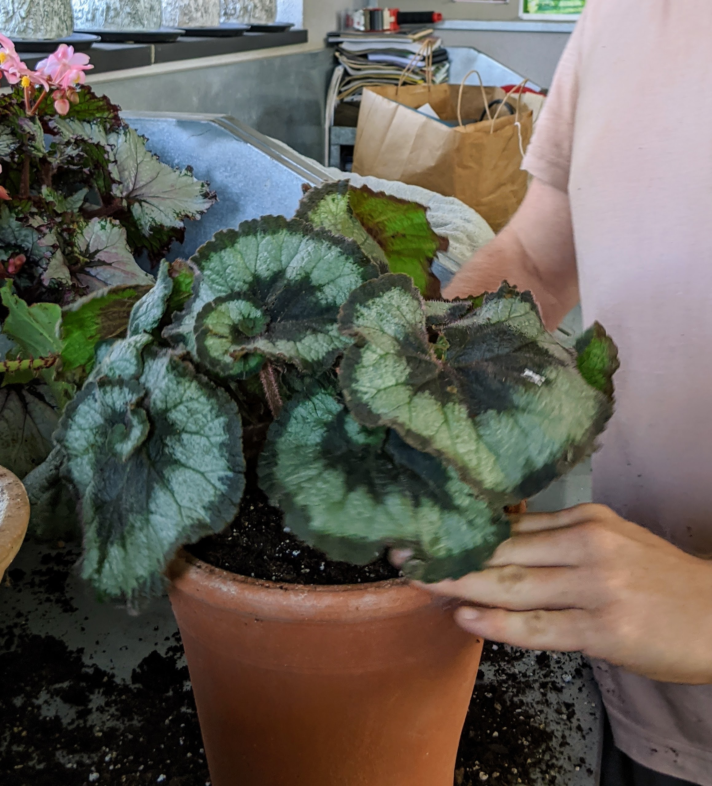 Repotting Begonias in Greenhouse - The Martha Blog