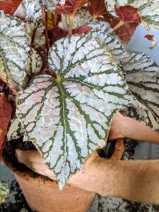 This rhizomatous begonia has silver with green veining on the top.