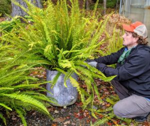 Before placing in storage, Ryan does some maintenance work to each plant - cutting out any dead, diseased, or damaged fronds.