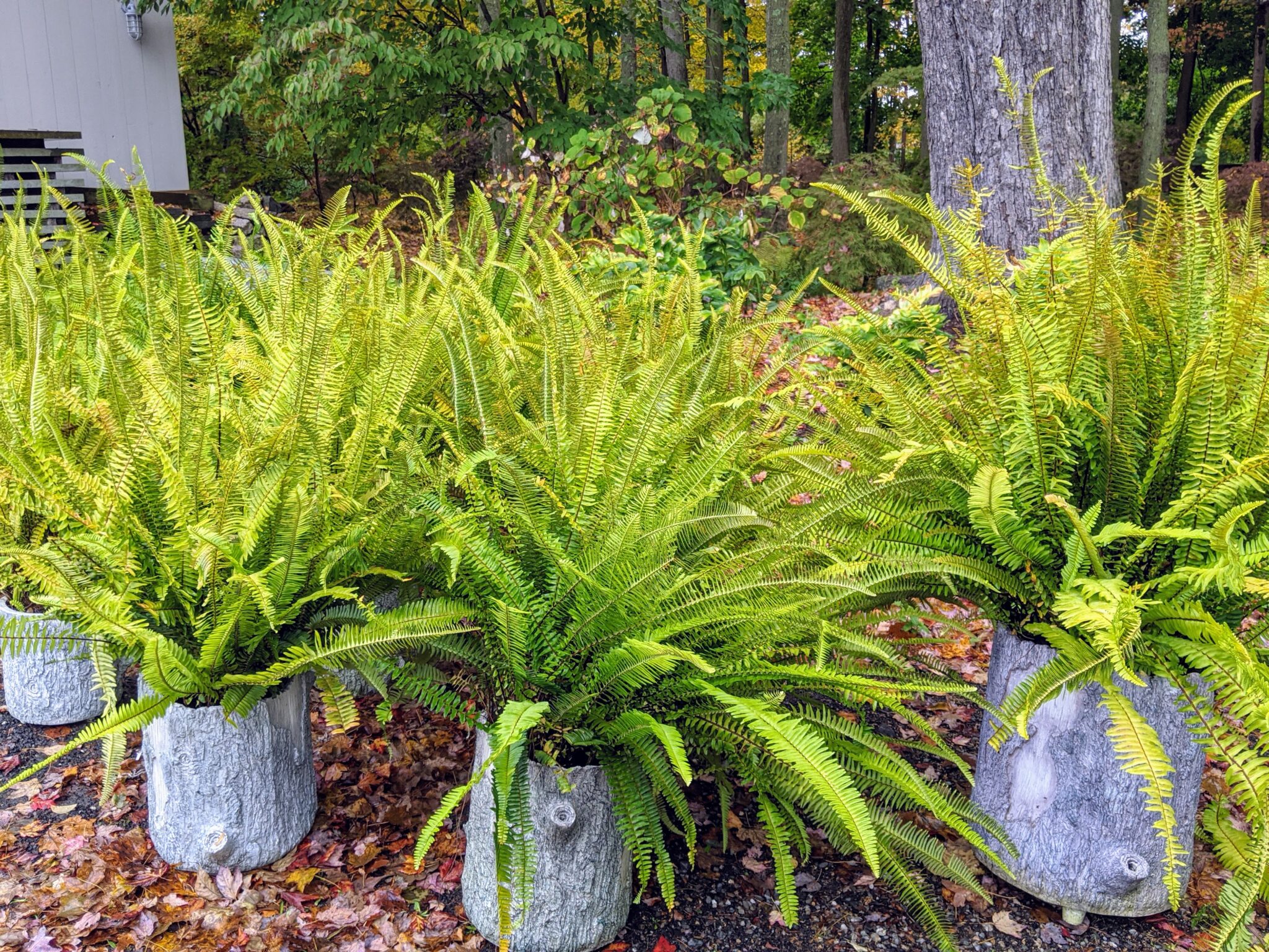 Caring for Ferns Before Winter Storage The Martha Stewart Blog