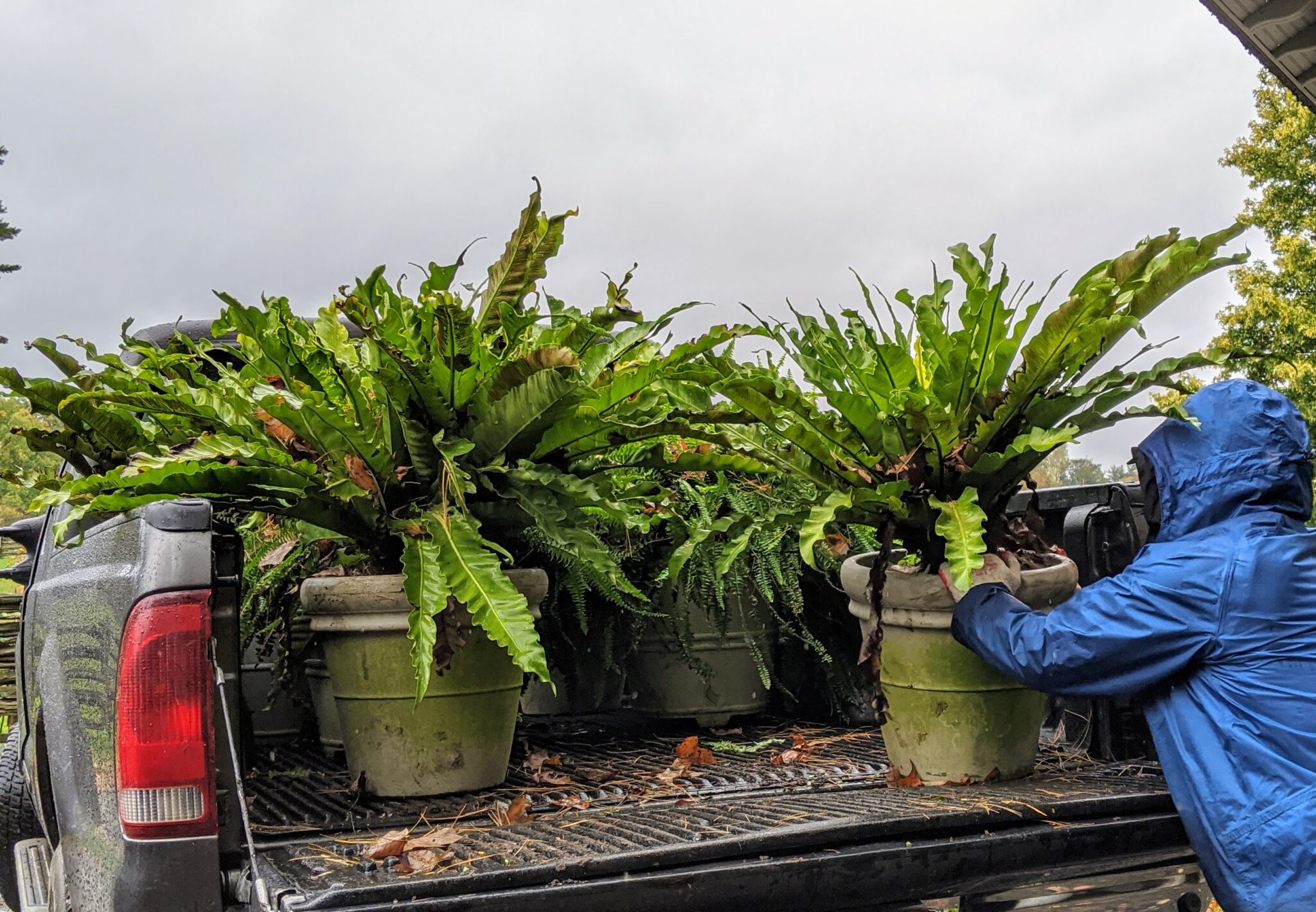 Caring for Ferns Before Winter Storage The Martha Stewart Blog