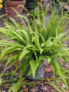 Native to North America, the Western sword fern gets its name from its elongated blade-like fronds. The robust, handsome leaves can grow several feet long and have as many as a hundred leaves. In fact, long ago on the California coast, Native American Miwoks used the long, sturdy fronds to thatch structures.