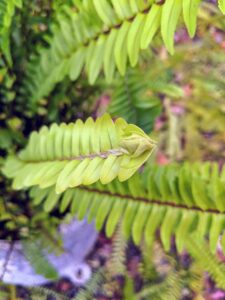 In contrast, this is a new leaf. New fronds emerge from the center of the plant - notice that the tip is curled.