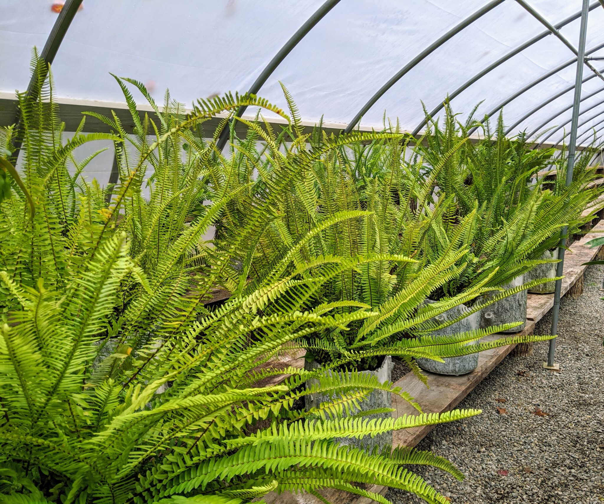 Caring for Ferns Before Winter Storage The Martha Stewart Blog