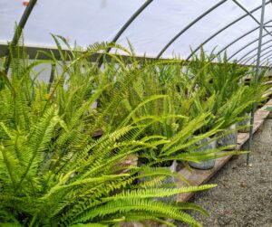 All the sword ferns are stored on the left side of the hoop house. They're kept on our natural shelves, made from stumps and lumber cut and milled right here at the farm.