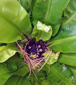 The bird's nest fern gets its name from the center of the plant which closely resembles a bird's nest. It is also occasionally called a crow's nest fern.