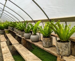 To simulate the best subtropical environment, we try to keep the temperature in this greenhouse between 60 and 80-degrees Fahrenheit with some humidity. Another collection of warm-weather plants is now safely stored for the cold season ahead. But we're not done yet - still more to store before the first frost.