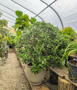 Pittosporum is a tough, evergreen shrub. The attractive, dense evergreen foliage and mounded form, along with adaptability to many growing conditions, make it popular in landscapes as hedges and foundation plantings.