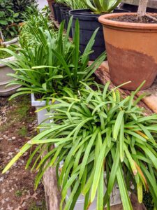 Agapanthus is a popular perennial that grows from a bulb-like rhizome. Their strappy evergreen or semi-evergreen leaves provide pretty winter foliage while blue or white flowers feature a nice color in mid to late summer.