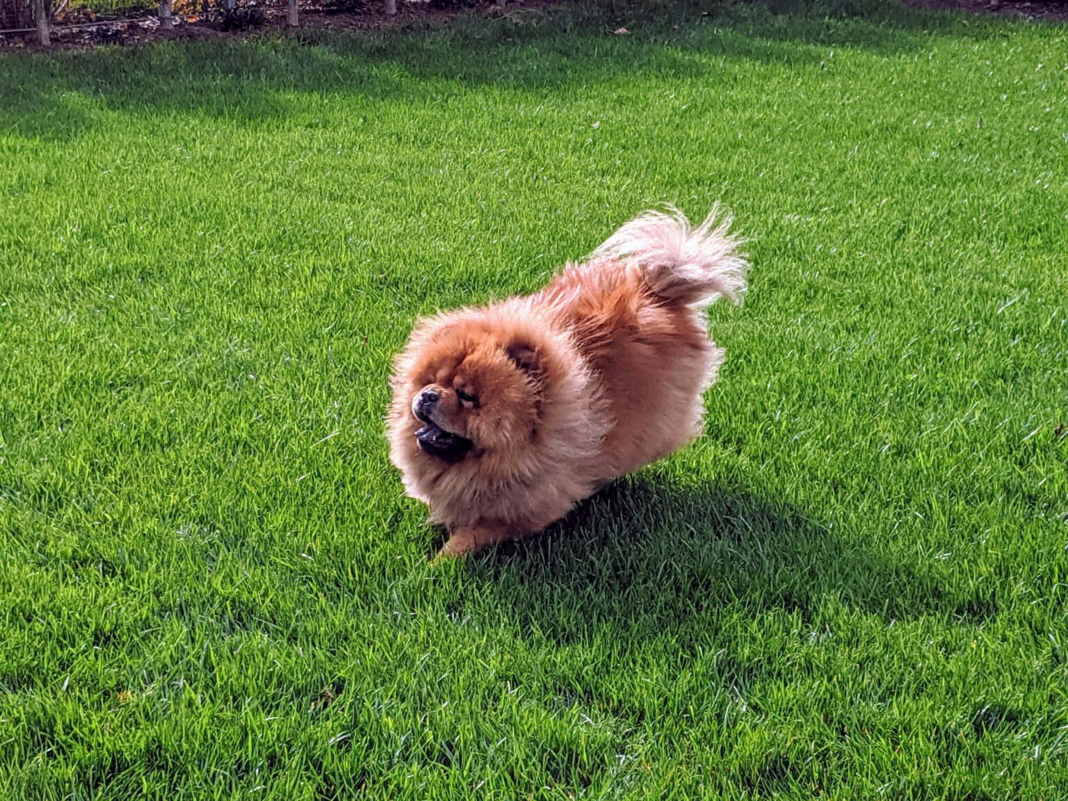 My Chow Chows and French Bulldogs The Martha Stewart Blog