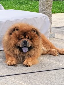 Han loves to rest on the stone pavers. Chows have dense coats, so the stone feels cool. Chows can weigh anywhere from 45 to 60 pounds. Their coats can be rough or smooth and come in red, black, blue, cinnamon, or cream. Both Qin and Han are red rough-coated Chow Chows. What is most unique and distinctive of a true Chow Chow is its blue-black tongue. The Chow should have a large head with a broad, flat skull, a short, deep muzzle, and very expressive eyes.