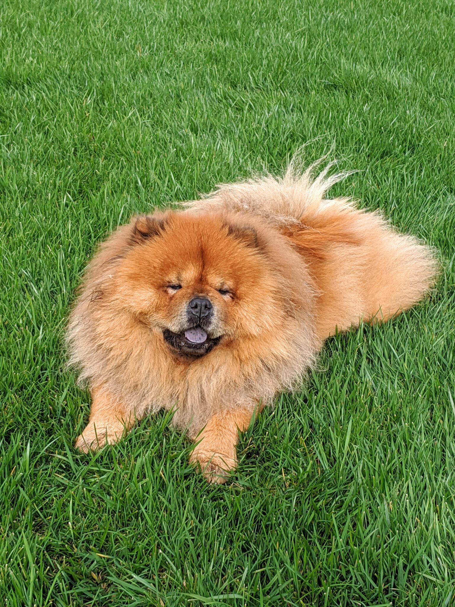 My Chow Chows and French Bulldogs The Martha Stewart Blog