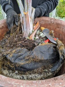 Once all the Helichrysum is removed, Ryan removes the weed cloth and any extraneous soil surrounding the palm. The palm is actually potted in its own vessel, which was then inserted into the giant container. Placing the pot into the larger one saved a lot of soil and effort when preparing last spring.