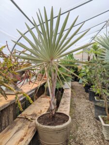 Finally, Ryan places the Bismark palms onto a shelf in the tropical hoop house next to my Equipment Barn. They will now stay here for about seven months - in a heated and humidity-controlled structure where they can continue to thrive until they are brought out again next year.