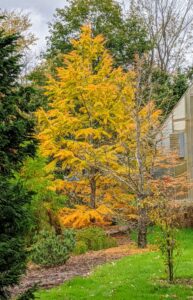 This is a beautiful American larch, Larix laricina, standing out in the pinetum with its stunning autumn gold color. It is commonly called tamarack, eastern larch, American larch or hackmatack.