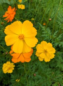 Cosmos are annuals with colorful daisy-like flowers that sit atop long slender stems. They attract birds, bees, and butterflies and come in a variety of colors including white and various shades of pink, crimson, rose, lavender and purple, all with yellow centers.