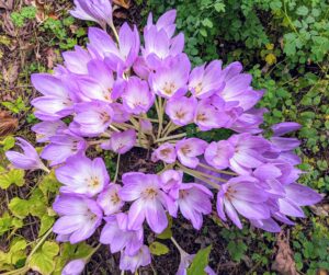 The common name for Colchicum is autumn crocus, but they are not true autumn crocus because there are many species of true crocus which are autumn blooming. Also, Colchicum flowers have six stamens while crocuses have only three.