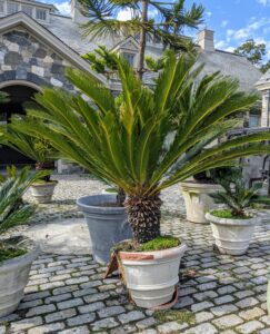 This year, I displayed a collection of sago palms in the courtyard in front of my stable. This glazed terra cotta pot fell over during an overnight rainstorm. Thankfully, the plant itself was not damaged and can easily be transplanted.