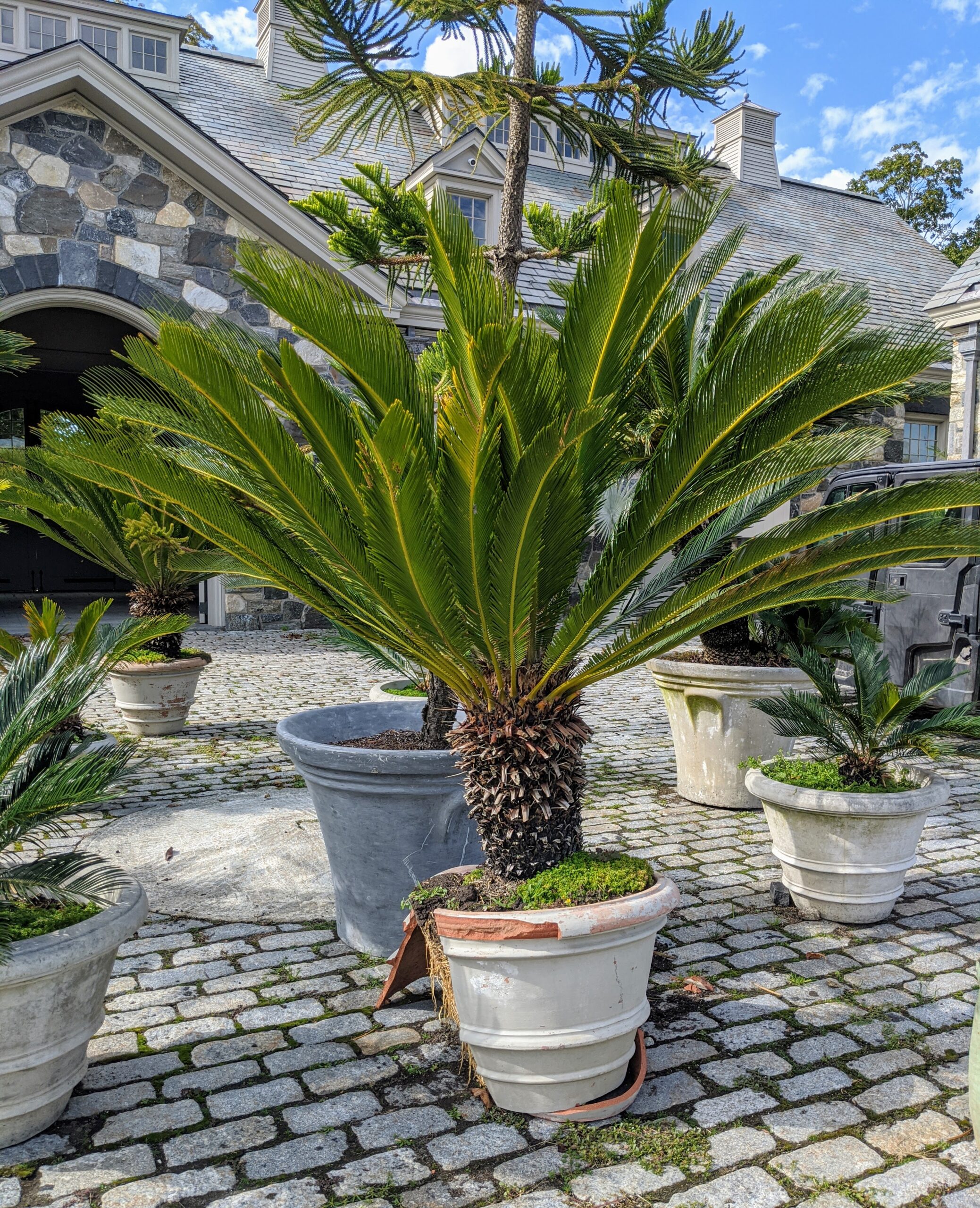 Image of Sago palm tall container plant for shade