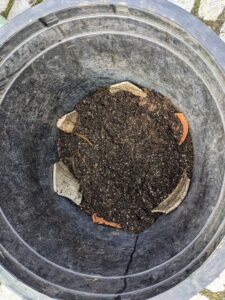 A little soil is placed at the bottom of the new pot along with shards of broken pots which are used to cover the holes to prevent soil from spilling out when the plant is watered.